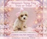 Image preview for Ad Listing. Nickname: Orianna