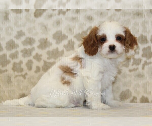 Medium Photo #4 Cavapoo Puppy For Sale in DENVER, PA, USA