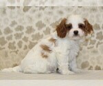 Small #3 Cavapoo