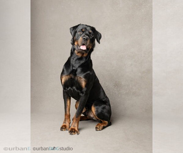 Medium Photo #2 Rottweiler Puppy For Sale in Tampa, FL, USA