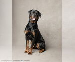 Small #1 Rottweiler