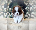 Small #1 Pomeranian