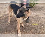 Small German Shepherd Dog Mix