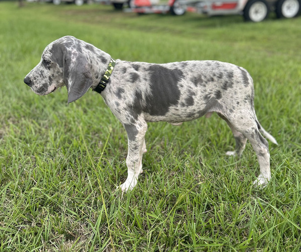Medium Photo #2 Great Dane Puppy For Sale in HAMMOND, LA, USA