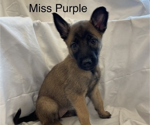 Belgian Malinois Puppy for sale in LABADIE, MO, USA