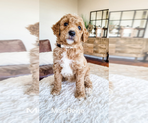 Goldendoodle Puppy for sale in CHEYENNE, WY, USA