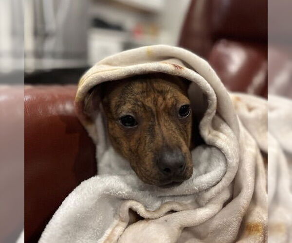 Medium Photo #4 Mutt Puppy For Sale in Fargo, ND, USA