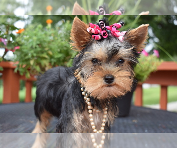 Medium Photo #2 Yorkshire Terrier Puppy For Sale in FAIRFAX, MO, USA