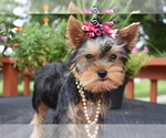 Small #1 Yorkshire Terrier