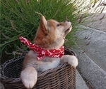 Small Photo #9 Shiba Inu Puppy For Sale in DALY CITY, CA, USA