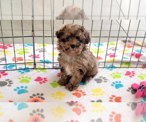 Medium Photo #15 Poodle (Toy) Puppy For Sale in ORO VALLEY, AZ, USA