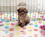 Small #14 Poodle (Toy)