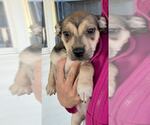 Small #5 American Pit Bull Terrier Mix