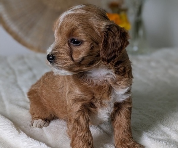 Medium Photo #60 Poovanese Puppy For Sale in GOSHEN, IN, USA