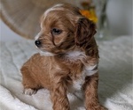 Small Photo #60 Poovanese Puppy For Sale in GOSHEN, IN, USA