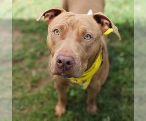 American Staffordshire Terrier-Unknown Mix Dogs for adoption in San Antonio, TX, USA