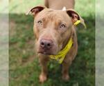 Small American Staffordshire Terrier Mix