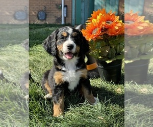 Miniature Bernedoodle Puppy for sale in LONGMONT, CO, USA