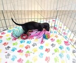 Small #4 Dachshund