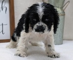 Puppy Spencer Cocker Spaniel