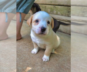 Cypress - Male Shepradors Dog for Adoption - Photo #13