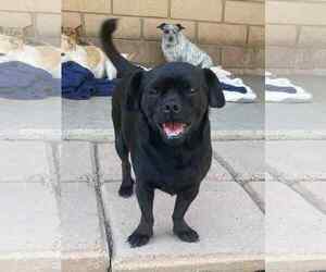 Apollo - Male Pug-Unknown Mix Dog for Adoption - Photo #2