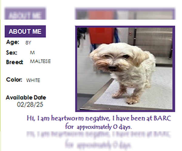 Medium Photo #8 Maltese Puppy For Sale in Spring, TX, USA