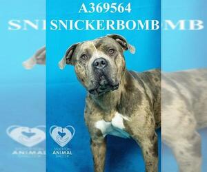 Staffordshire Bull Terrier Dogs for adoption in Stockton, CA, USA