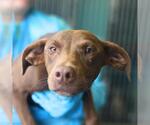 Small Labrador Retriever Mix