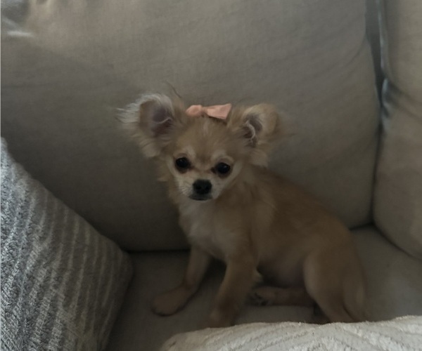 Medium Photo #3 Chihuahua Puppy For Sale in ROUND ROCK, TX, USA
