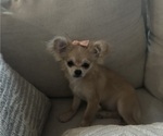 Small #2 Chihuahua