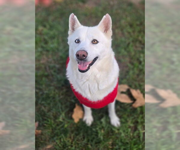 Medium Photo #1 Siberian Husky-Unknown Mix Puppy For Sale in Riverside, CA, USA