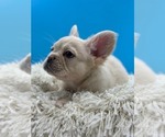 Small Photo #4 French Bulldog Puppy For Sale in BAITING HOLLOW, NY, USA