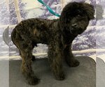 Small Photo #2 Lhasa Apso-Unknown Mix Puppy For Sale in Westminster, MD, USA