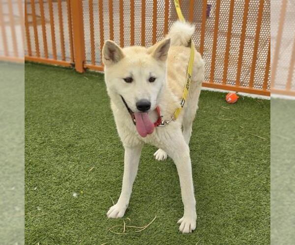 Medium Photo #2 Siberian Husky-Unknown Mix Puppy For Sale in Las Vegas, NV, USA