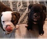 Small Photo #2 Olde English Bulldogge Puppy For Sale in ABILENE, TX, USA