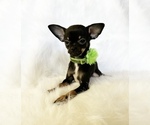 Small #6 Chihuahua
