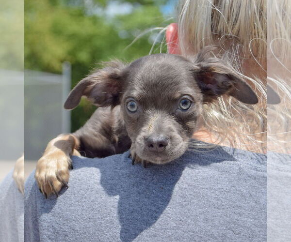 Medium Photo #6 Chion Puppy For Sale in Huntley, IL, USA