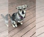 Small Photo #4 Mutt Puppy For Sale in Skokie, IL, USA