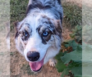 Mother of the Australian Shepherd puppies born on 08/20/2022