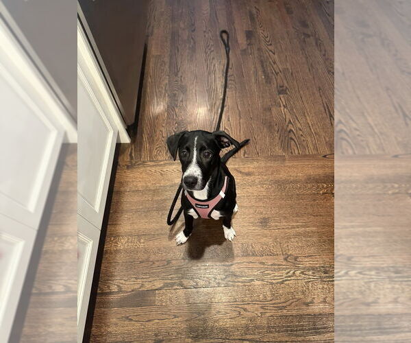 Medium Photo #7 Labbe Puppy For Sale in Brewster, NY, USA