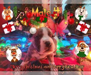 Staffordshire Bull Terrier Puppy for sale in GENEVA, NY, USA