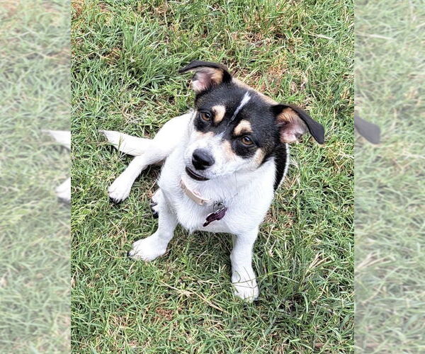 Medium Photo #11 Chihuahua-Unknown Mix Puppy For Sale in Corona, CA, USA