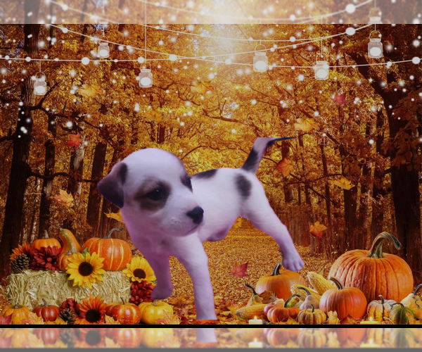 Medium Photo #4 Labrador Retriever-Unknown Mix Puppy For Sale in Jefferson, NJ, USA