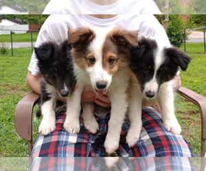 Shetland Sheepdog Litter for sale in SMYRNA, TN, USA