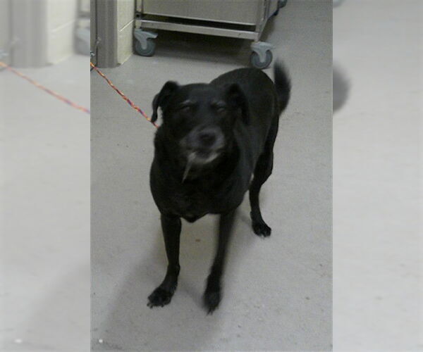 Medium Photo #1 Labrador Retriever-Unknown Mix Puppy For Sale in Sanford, FL, USA