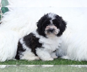 Poodle (Miniature) Puppy for sale in MARIETTA, GA, USA