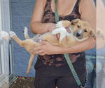 Small #4 Mutt