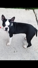 Boston Terrier Puppy for sale in PHILADELPHIA, PA, USA