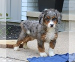 Small #2 Bernedoodle (Miniature)